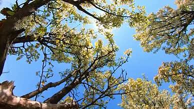 高清逆光拍摄梨花树空镜视频的预览图